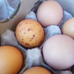 enchanted earth, pastured eggs